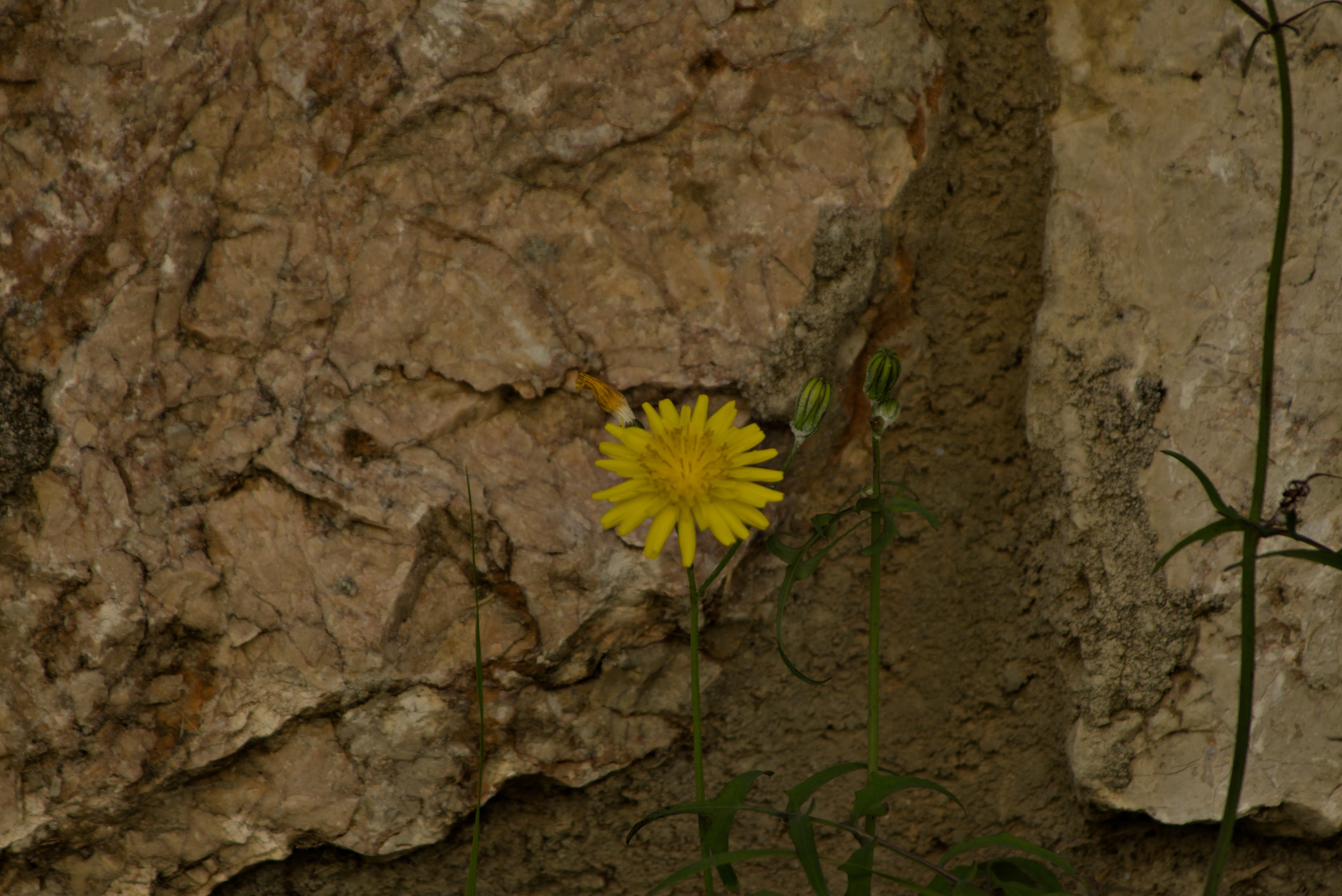 Tamron 28-300mm F3.5-6.3 (EF) - _I4A5909.webp